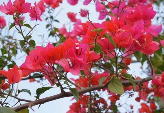 三角梅什么時候開花，三角梅為什么不開花