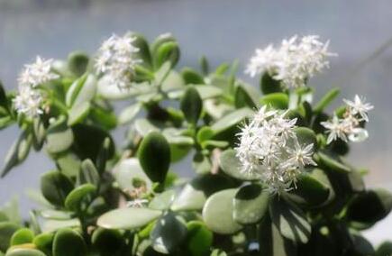 玉樹花和燕子掌的區(qū)別，葉片上的3處不同