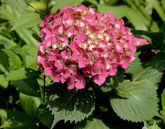 臭繡球花的養(yǎng)殖方法和注意事項，臭繡球花八大養(yǎng)殖基本方法