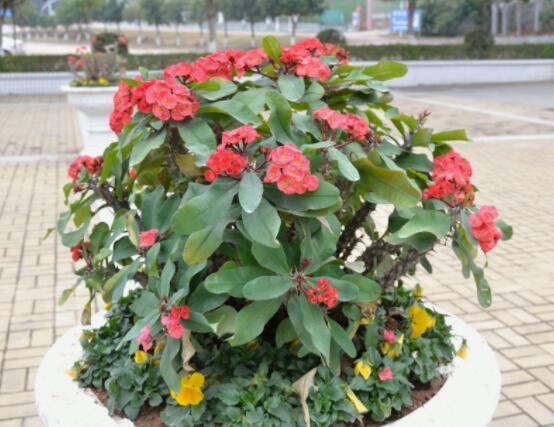 大葉虎刺梅怎么養(yǎng)，保證足量光照/溫暖濕潤(rùn)環(huán)境