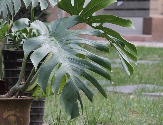 龜背竹施什么肥好，龜背竹施氮磷鉀肥最好