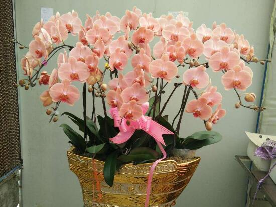 蝴蝶蘭什么時候開花，蝴蝶蘭一年開幾次花