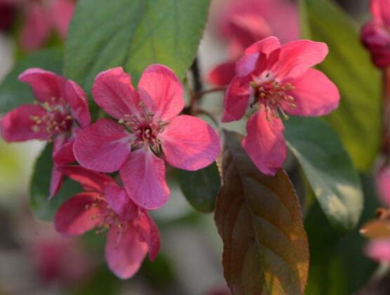 哪種海棠花最好看，北美海棠花欣賞價(jià)值最高(雜交品種)