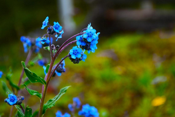 倒提壺怎么養(yǎng)，做好以下4點是關(guān)鍵