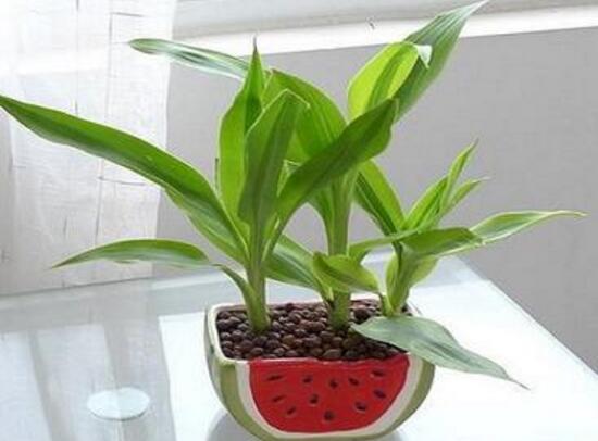 養(yǎng)富貴竹幾支最吉利，富貴竹寓意是什么