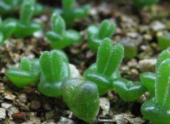 碧光環(huán)怎么播種，做好五個步驟三天快速發(fā)芽