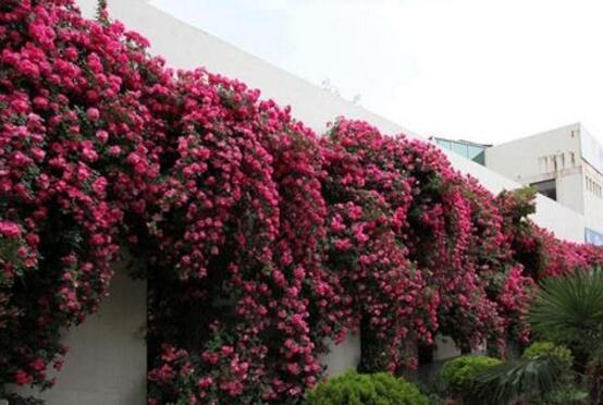 薔薇花的功效與作用，盤點(diǎn)薔薇花七大功效與作用