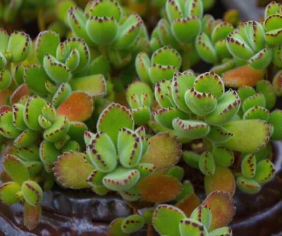 熊童子有毒嗎，無毒/驅(qū)除蚊蟲、美化環(huán)境