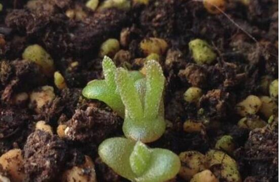 碧光環(huán)怎么種，保持盆土微濕潤/秋季種植存活率高