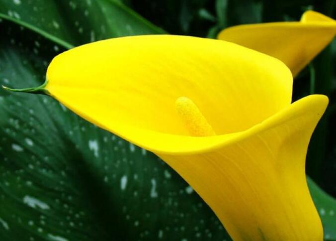 馬蹄蓮寓意，不同顏色有著不同的含義