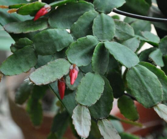 曇花的繁殖方法，盤(pán)點(diǎn)最常見(jiàn)的三種繁殖方法(扦插/播種/嫁接)