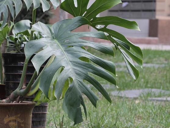 龜背竹有毒嗎，龜背竹可以放入室內(nèi)養(yǎng)嗎