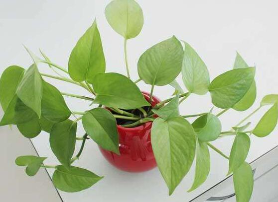 綠蘿能除甲醛嗎，能/凈化空氣、利于身心健康