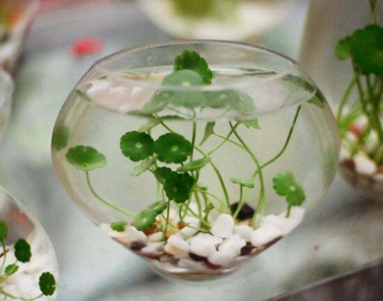 銅錢草水培怎么固定根，，擇一些小花石置于水瓶底部(美觀固定)
