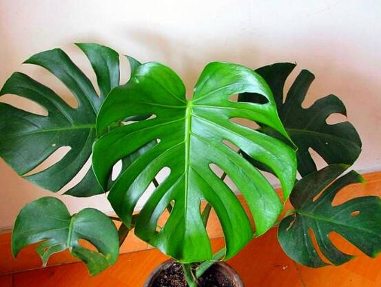 龜背竹怎么養(yǎng)，龜背竹養(yǎng)殖方法