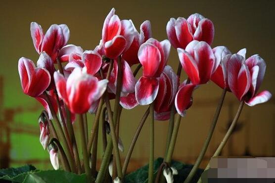 仙客來軟腐病怎么辦，除掉腐爛部位/及時(shí)噴施藥物治療