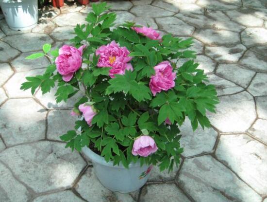 牡丹花種植方法，老農(nóng)歸納最全面的種植技巧(種植前后)