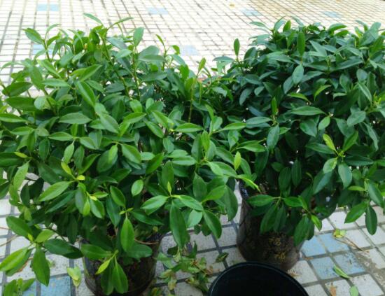 平安樹適合放客廳嗎，凈化空氣、招財(cái)生旺