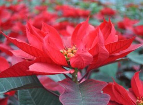 一品紅花有毒嗎，盤(pán)點(diǎn)兩種學(xué)說(shuō)爭(zhēng)議(有毒與無(wú)毒)