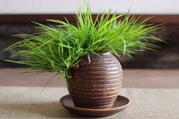 金錢菖蒲的養(yǎng)殖方法，做好以下4點(diǎn)是關(guān)鍵