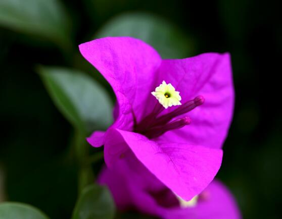 三角梅什么時(shí)候換盆，在春秋兩季進(jìn)行換盆最好/一年四季均可