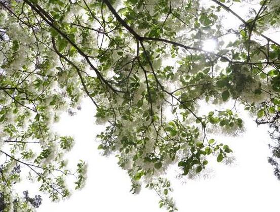 六月雪花語(yǔ)是什么，六月雪花語(yǔ)代表著思念、清純、夢(mèng)境、真心喜歡