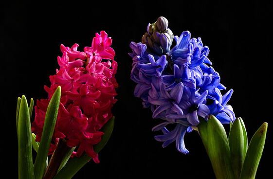 風信子可以用水養(yǎng)嗎，可以/但是要注意及時換水和補充營養(yǎng)