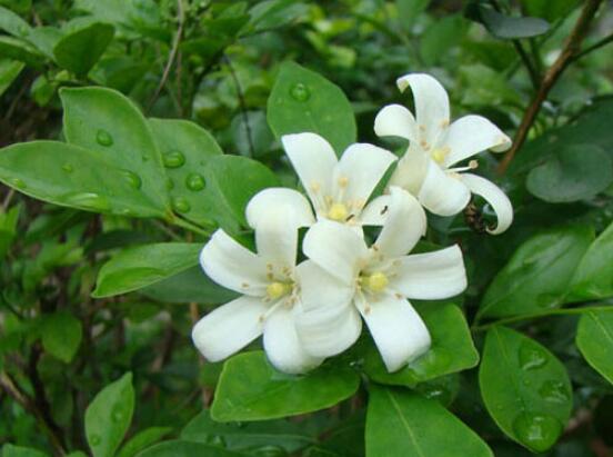 九里香的養(yǎng)殖方法和注意事項，老農(nóng)總結(jié)出七大養(yǎng)殖基本方法