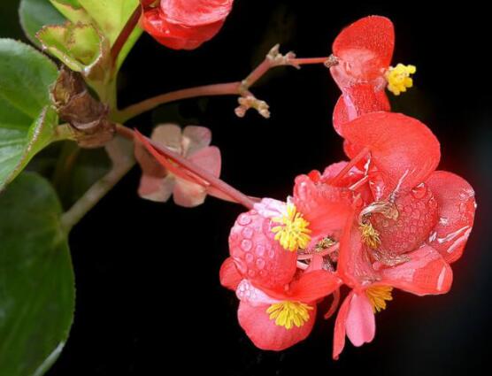 玻璃海棠花的養(yǎng)殖方法，做好五點(diǎn)基本步驟生生長(zhǎng)枝繁葉茂