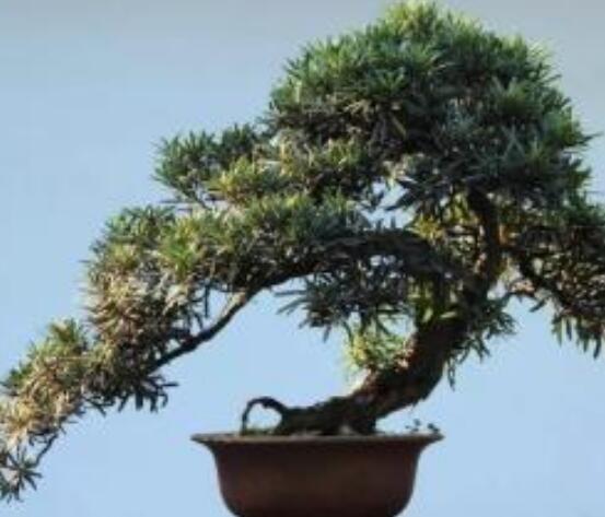 羅漢松寓意是什么，意著招財進寶、長壽吉祥(美好)