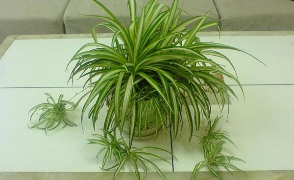 綠蘿吊蘭的扦插方法，5小步扦插出美麗的綠蘿吊蘭