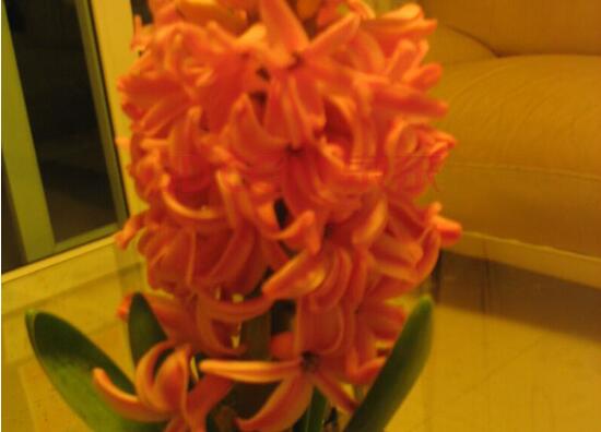 風信子的品種，風信子最美麗八大品種