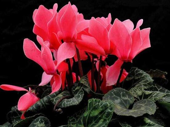 仙客來葉子蔫了怎么辦，主要由最直觀三種原因?qū)е? src="/zhiwu/d/file/p/2019/05-27/a84541696fa7e401d798f831ec248b34.jpg" style="width: 552px; height: 430px" / data-z5Gg="PK1mXp"></strong></p>
<p data-6CQN="zLfD5G">
	光照對于植株生長重要性不言而喻，若是在養(yǎng)殖仙客來過程中，長期置于陰暗環(huán)境下，則沒有陽光的照射，長期下來就會(huì)導(dǎo)致葉子發(fā)焉。若是長期處在光照比較強(qiáng)的環(huán)境中，則就會(huì)直接灼傷葉片，導(dǎo)致出現(xiàn)葉子發(fā)焉現(xiàn)象。</p>
<p data-cajy="LO9bHQ">
	<img alt=