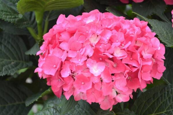 繡球的寓意是什么，不同顏色的繡球寓意不同