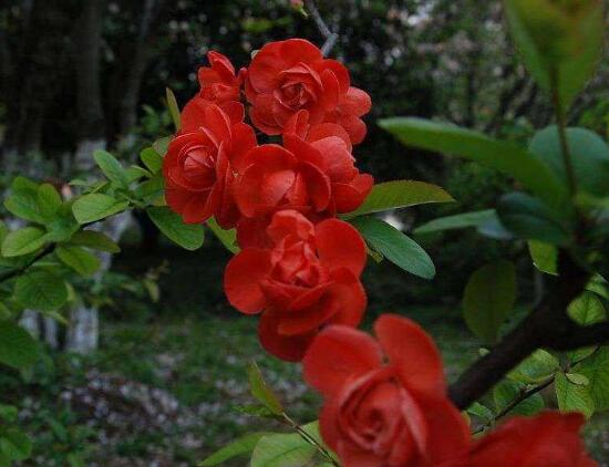 海棠花怎么修剪，海棠花的修剪圖解
