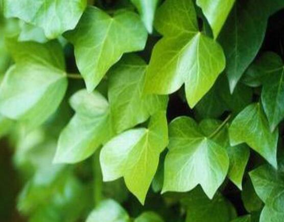 常春藤的水培方法，四個步驟讓你的常春藤郁郁蔥蔥