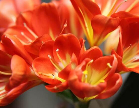 關(guān)于君子蘭開(kāi)花的迷信說(shuō)法是造謠的，君子蘭的風(fēng)水作用介紹