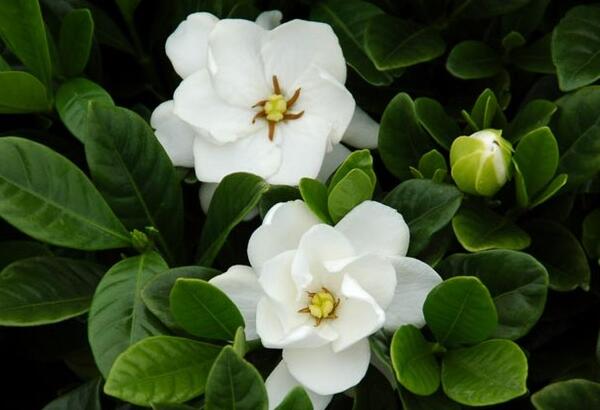 適合室內(nèi)養(yǎng)的香花