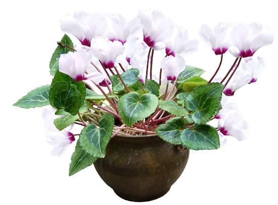 仙客來(lái)盆栽注意什么，盆栽仙客來(lái)養(yǎng)護(hù)方法