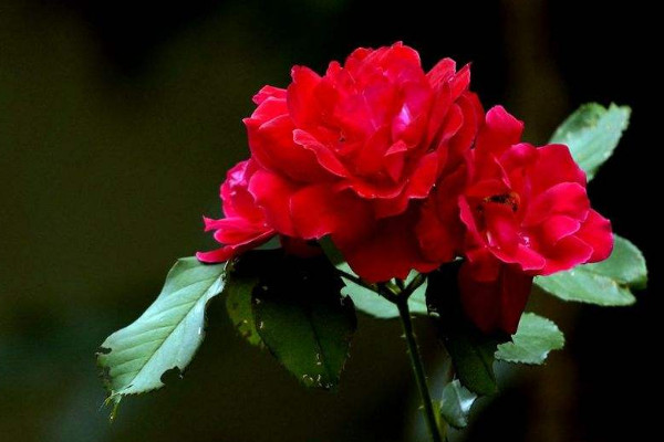 黃薔薇花語(yǔ)是什么，象征著永恒的微笑