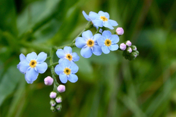 勿忘我插花要放水嗎，只要不是干花就需放水