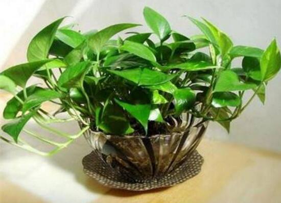 綠蘿怎么養(yǎng)長得快茂密，綠蘿的養(yǎng)殖方法
