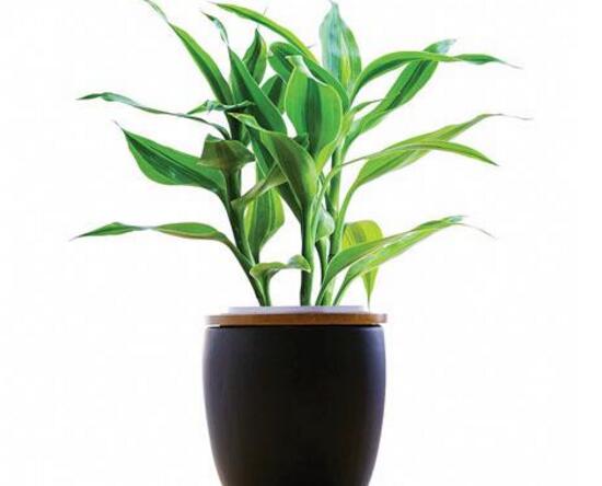 富貴竹長高了怎么修剪，水養(yǎng)富貴竹修剪圖解