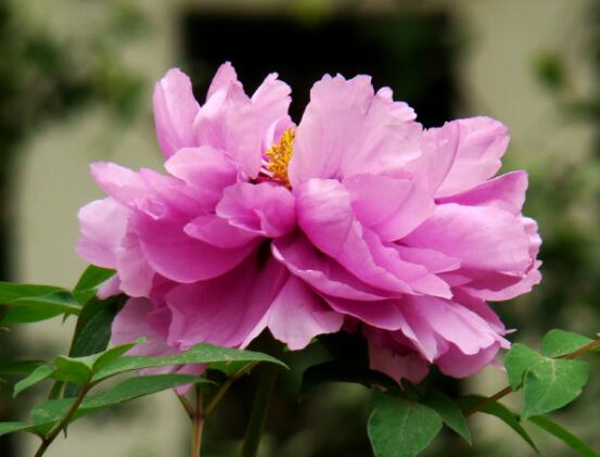 牡丹花養(yǎng)殖方法和注意事項，老農(nóng)總結七大基本養(yǎng)殖方法