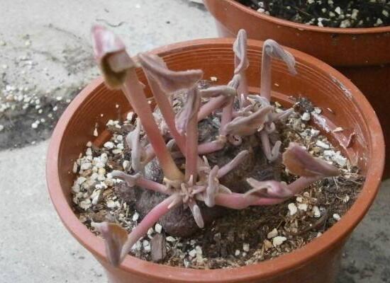 仙客來休眠期用澆水嗎，仙客來休眠期圖片