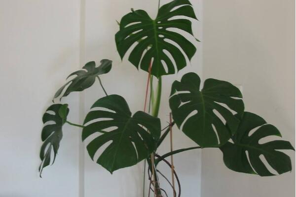 小龜背竹的養(yǎng)殖方法，做好以下五個(gè)要點(diǎn)即可