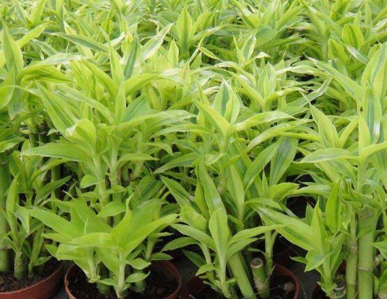 盆栽富貴竹怎么養(yǎng)，教你七個(gè)方法養(yǎng)的青翠怡人