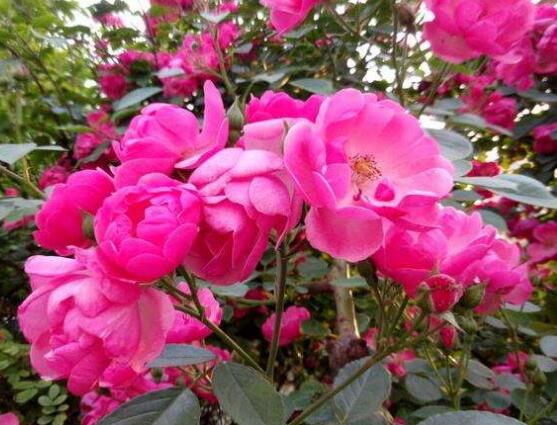 薔薇花的功效與作用，盤點(diǎn)薔薇花七大功效與作用