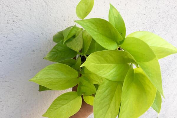 綠蘿吊蘭的扦插方法，5小步扦插出美麗的綠蘿吊蘭