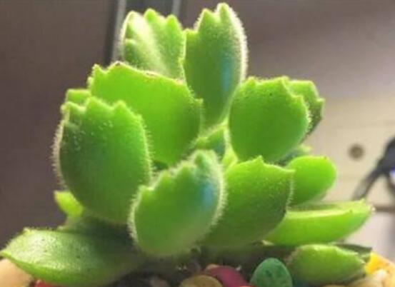 熊童子徒長怎么辦，做好四個(gè)要點(diǎn)生長健壯飽滿